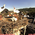 08_30-nest.jpg