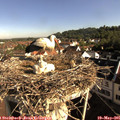 08_35-nest.jpg