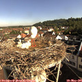 08_45-nest.jpg