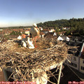 08_50-nest.jpg