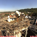 09_05-nest.jpg
