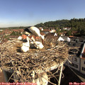 09_20-nest.jpg
