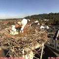 09_25-nest.jpg