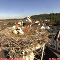 09_30-nest.jpg