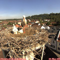 09_35-nest.jpg