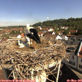 09_45-nest.jpg