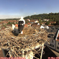 09_50-nest.jpg