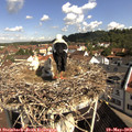 10_05-nest.jpg