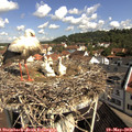 10_10-nest.jpg