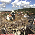10_15-nest.jpg