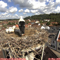 10_20-nest.jpg