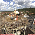 10_30-nest.jpg