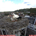 10_40-nest.jpg