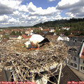 10_45-nest.jpg