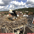 10_50-nest.jpg