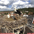 10_55-nest.jpg