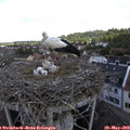 11_00-nest.jpg