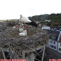 11_05-nest.jpg