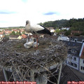11_10-nest.jpg