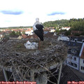 11_15-nest.jpg