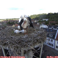 11_20-nest.jpg