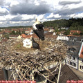 11_25-nest.jpg