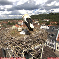 11_30-nest.jpg
