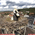 11_35-nest.jpg