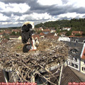 11_40-nest.jpg