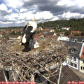 11_45-nest.jpg