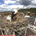11_50-nest.jpg