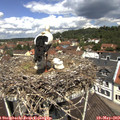 11_55-nest.jpg
