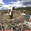 12_00-nest.jpg