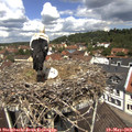 12_05-nest.jpg