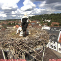 12_10-nest.jpg