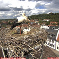 12_20-nest.jpg