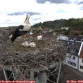 12_25-nest.jpg