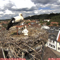 12_30-nest.jpg