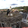 12_35-nest.jpg