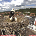 12_40-nest.jpg