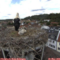 12_45-nest.jpg