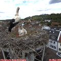 12_50-nest.jpg
