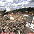 12_55-nest.jpg