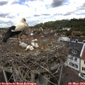 13_00-nest.jpg