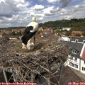 13_05-nest.jpg