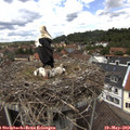 13_10-nest.jpg