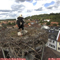 13_15-nest.jpg