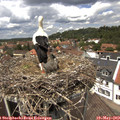 13_20-nest.jpg