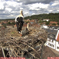 13_25-nest.jpg