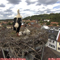13_30-nest.jpg